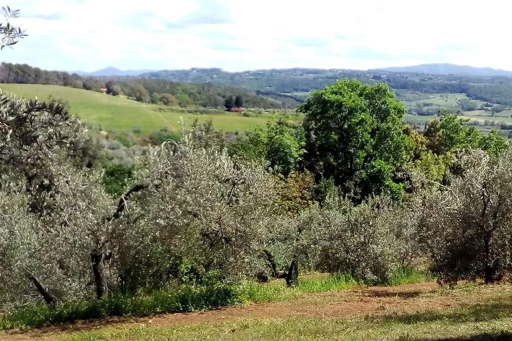Casa Belvedere -Tranquillita Tra Bosco E Ulivi- Riparbella Italia